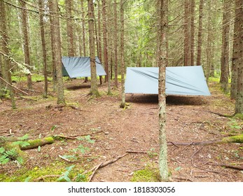 camping in the forest with hammocks