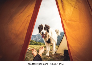 Camping In Mountains With A Dog