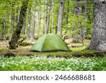 Camping outdoor. Camping leisure and destination travel near green forest and meadow flower on the tents in morning. Tourism relax and chill in summer holiday