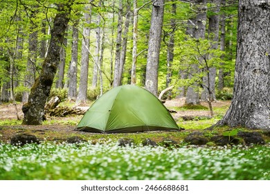 Camping outdoor. Camping leisure and destination travel near green forest and meadow flower on the tents in morning. Tourism relax and chill in summer holiday