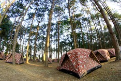 Camping In Pine Forrest At Phu Hin Rong Kla National Park,Phitsanulok Thailand