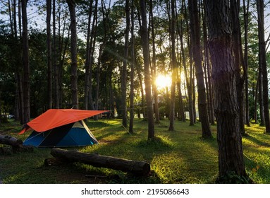 Camping Point. Tent In Tropical Pine Forest At Sunset Time. Tourist Tent In Spring Forest.