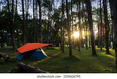 Camping Point. Tent In Tropical Pine Forest At Sunset Time. Tourist Tent In Spring Forest.