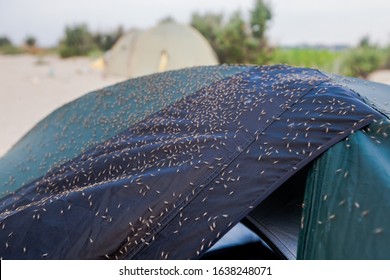 Camping Tent Covered With Mosquitoes. Danger Of Being Irritated, Disturbed Or Bitten By Insects In The Nature.