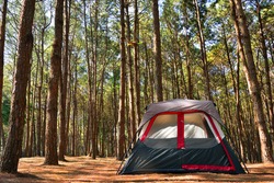Camping Tent In Pine Forrest