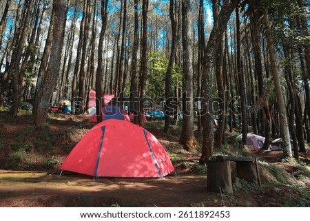camping under the pine trees with a chill in the air