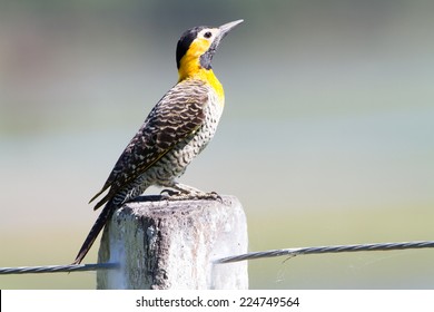 Campo flicker