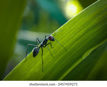 Camponotini is a tribe containing 2 extinct ant genera and 8 extant ant genera, including Camponotus (carpenter ants). - Powered by Shutterstock