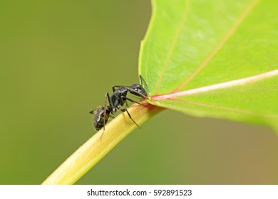 Camponotus japonicus on plant in the wild