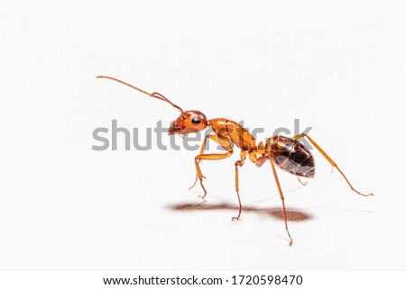 Camponotus nylanderi posing for macro photography on white paper background