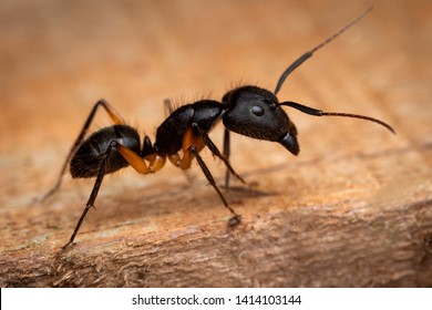 Camponotus Rufipes Ant In The Argentine Jungle.