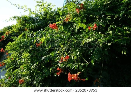 Campsis radicans blooms in July. Campsis radicans, the trumpet vine, yellow trumpet vine, trumpet creeper, cow itch vine or hummingbird vine, is a species of flowering plant in the family Bignoniaceae
