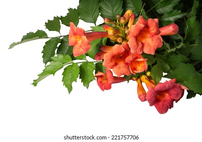 Campsis radicans flowers (trumpet vine or trumpet creeper) in family Bignoniaceae, also known as cow itch or hummingbird vine, native to woodland in China and America. Isolated on white background