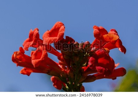 Campsis radicans flowers (trumpet vine or trumpet creeper). _ow itch vine or hummingbird vine,Trambita, Luleaua turcului is a perennial Liana