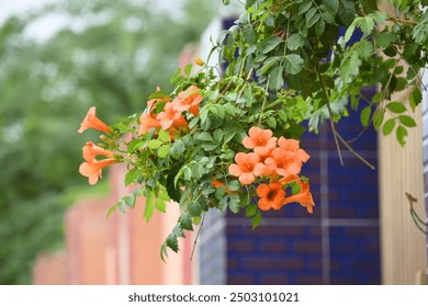 Campsis radicans also known as trumpet creeper, the trumpet vine, orange trumpet vine flower, Bright orange flowers of Campsis radicans, orange flower closeup shot, Chakwal, Punjab, Pakistan