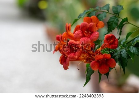 Campsis radicans orange red flowering plant, group of trumpet flowers in bloom on shrub branches in Italy