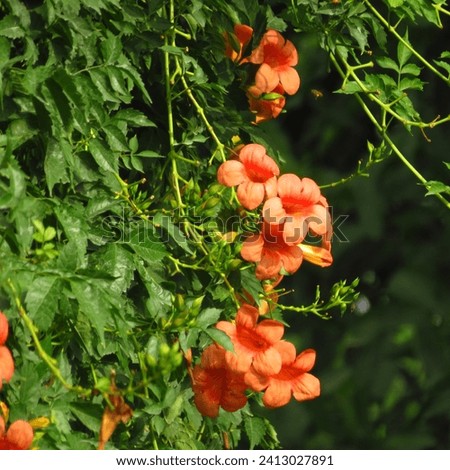 Campsis radicans, the trumpet vine, yellow trumpet vine, or trumpet creeper, is a species of flowering plant in the trumpet vine family Bignoniaceae. 