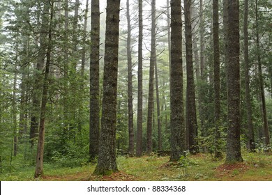 A campsite is barely visible through a forest of old growth pines on a foggy morning at Sharp Bridge Campground in the Adirondack Park in New York - Powered by Shutterstock