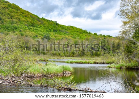 Campton Bog in Campton, NH 