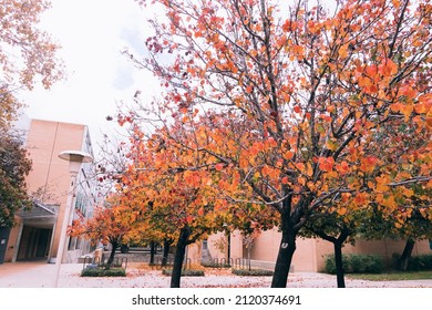  The Campus Landscape Of University Of California (UC) Riverside