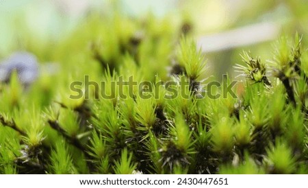 Campylopus introflexus (the heath star moss, tank moss). Individual plants measure 0.5–5 centimetres (0.20–1.97 in), with lanceolate leaves 4–6 mm