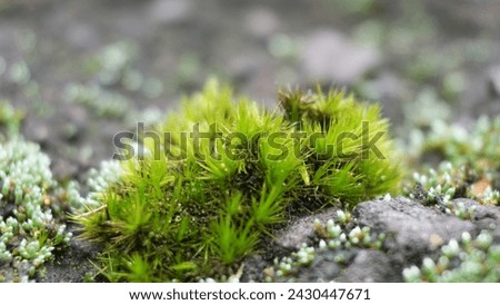 Campylopus introflexus (the heath star moss, tank moss). Individual plants measure 0.5–5 centimetres (0.20–1.97 in), with lanceolate leaves 4–6 mm