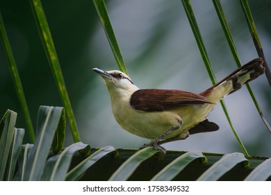 Campylorhynchus  Griseus Troglodytidae Elegant Noisy