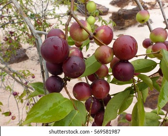 Camu camu buah 7 Manfaat