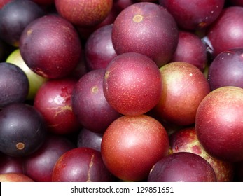 Camu camu fruits 粉100％纯天然（杜鹃花），桃金娘科，维生素C比橘子高35％。 巴西亚马逊 