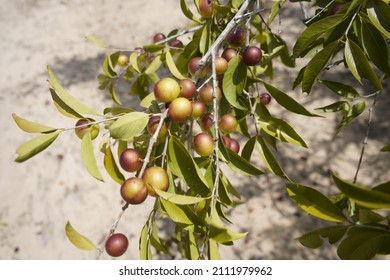 Camu camu trees with fruits (Myrciaria dubia), Myrtaceae family. Location:  Maués – Amazon, Brazil. - Shutterstock ID 2111979962