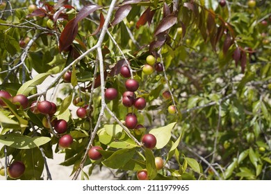 Camu camu trees with fruits (Myrciaria dubia), Myrtaceae family. Location:  Maués – Amazon, Brazil. - Shutterstock ID 2111979965