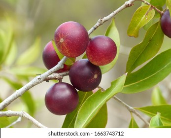 Camu camu, Vitamin C rich fruit, (Myrciaria dubia) on the tree, on the banks of the Rio Negro. Pure vitamin C protection against Corona Virus, because it strengthens the immune system. Amazon, Brazil 