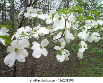 Camus Florida - Flowering Dogwood