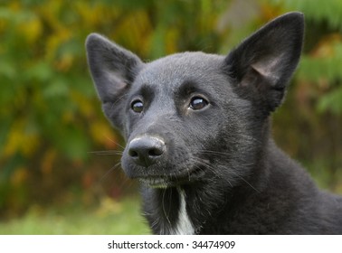 Canaan Dog	