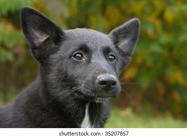 Canaan Dog