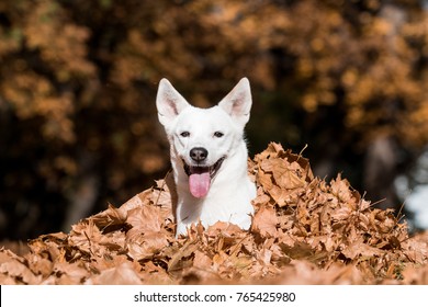 Canaan Dog In Autumn