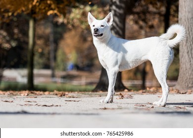 Canaan Dog In Autumn