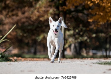 Canaan Dog In Autumn