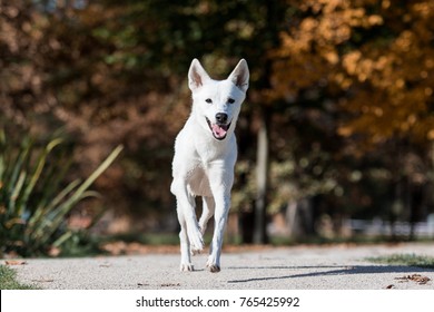 Canaan Dog In Autumn