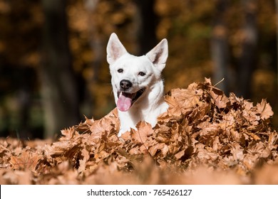 Canaan Dog In Autumn