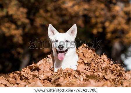Canaan dog in autumn