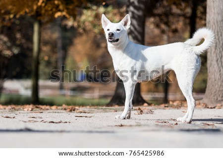 Canaan dog in autumn