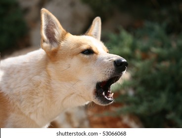 Canaan Dog Barking