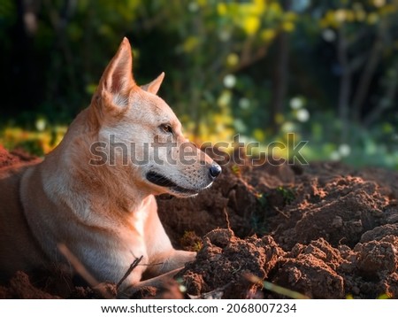 Canaan dog
 breed  portrait closeup photography