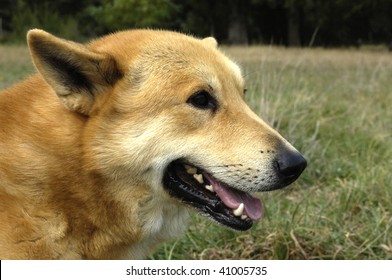 Canaan Dog In A Garden