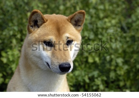 Canaan dog in a garden