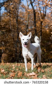 Canaan Dog In Park 