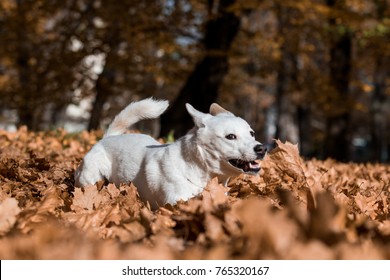 Canaan Dog In Park 