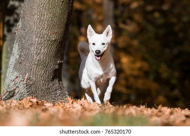 Canaan Dog In Park 