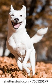 Canaan Dog In Park 